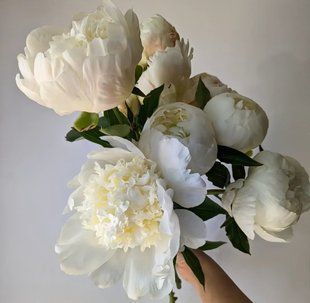Duchesse de Nemours (Герцогиня де Немур) &mdash; зріз піонії, біла махрова, травень 88i-785 фото