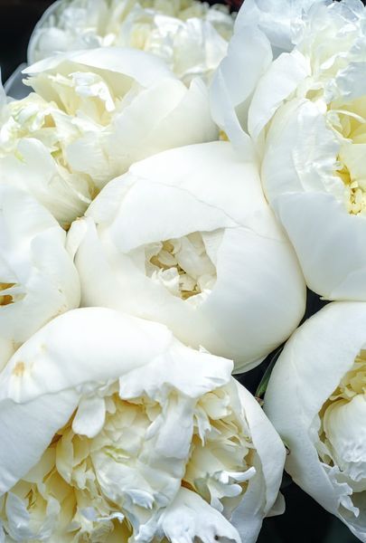 Duchesse de Nemours (Герцогиня де Немур) &mdash; зріз піонії, біла махрова, травень 88i-785 фото