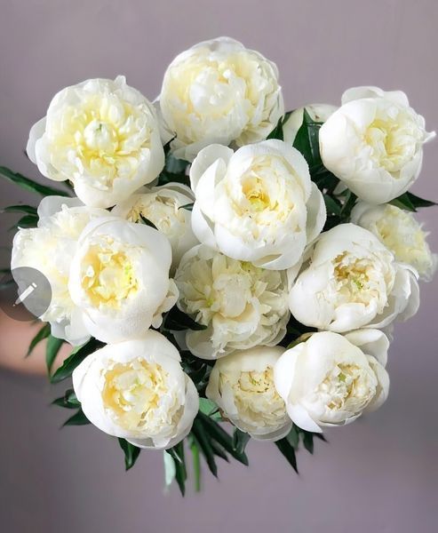 Duchesse de Nemours (Герцогиня де Немур) &mdash; зріз піонії, біла махрова, травень 88i-785 фото