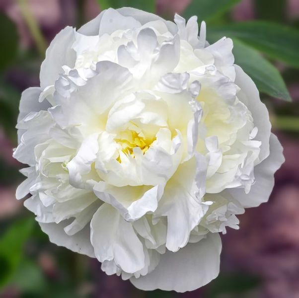 Duchesse de Nemours (Герцогиня де Немур) &mdash; зріз піонії, біла махрова, травень 88i-785 фото