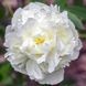 Duchesse de Nemours (Герцогиня де Немур) &mdash; зріз піонії, біла махрова, травень 88i-785 фото 5