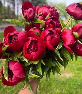Red Charm (Ред Чарм) &mdash; зріз піонії, темно-червона, квітень 106-ac3 фото