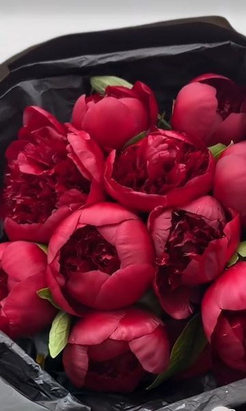 Red Charm (Ред Чарм) &mdash; зріз піонії, темно-червона, квітень 106-ac3 фото