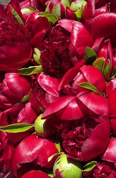 Red Charm (Ред Чарм) &mdash; зріз піонії, темно-червона, квітень 106-ac3 фото