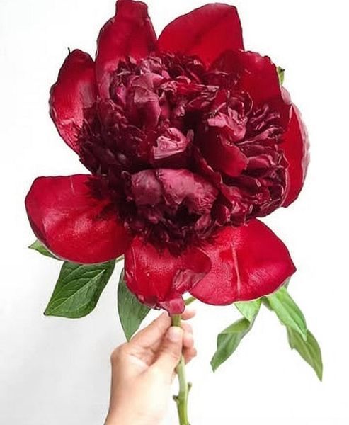 Red Charm (Ред Чарм) &mdash; зріз піонії, темно-червона, квітень 106-ac3 фото