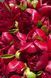 Red Charm (Ред Чарм) &mdash; зріз піонії, темно-червона, квітень 106-ac3 фото 8