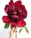 Red Charm (Ред Чарм) &mdash; зріз піонії, темно-червона, квітень 106-ac3 фото 9