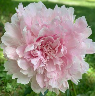 Півонія Myrtle Gentry корінь 3&ndash;5 бруньки 8b1-a49 фото