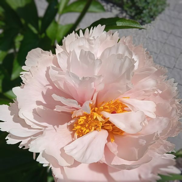 Півонія Nelda&rsquo;s Joy корінь 3&ndash;5 бруньки 2aa-506 фото