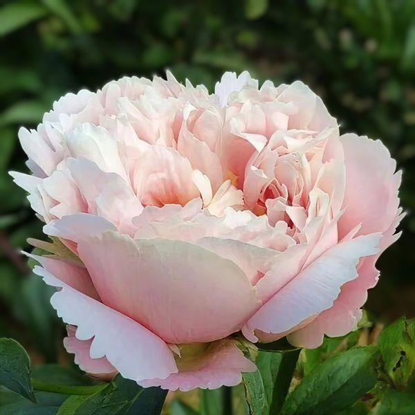 Півонія Nelda&rsquo;s Joy корінь 3&ndash;5 бруньки 2aa-506 фото