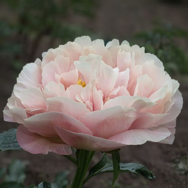 Півонія Nelda&rsquo;s Joy корінь 3&ndash;5 бруньки 2aa-506 фото