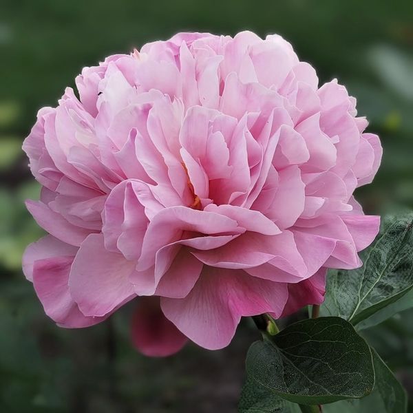 Пион Northwind Maiden корень 3&ndash;5 почек 161-0b5 фото