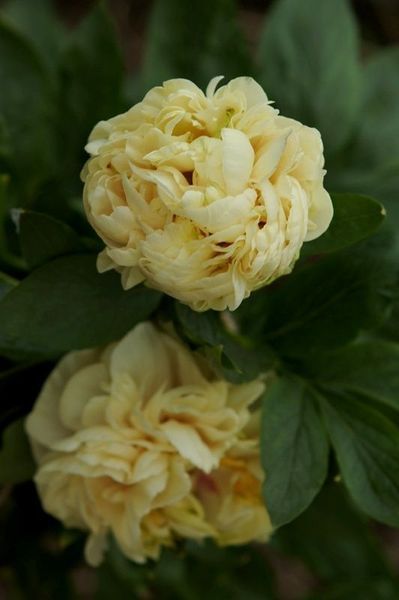 Double Friend 2/3 бруньки 70c-017 фото