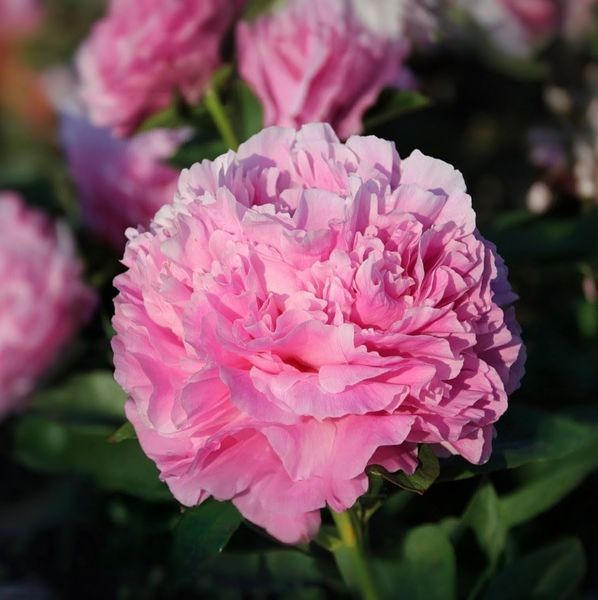 Dresden Pink 3/5 бруньок ba8-b74 фото