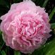 Dresden Pink 3/5 бруньок ba8-b74 фото 5