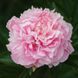Dresden Pink 3/5 бруньок ba8-b74 фото 1