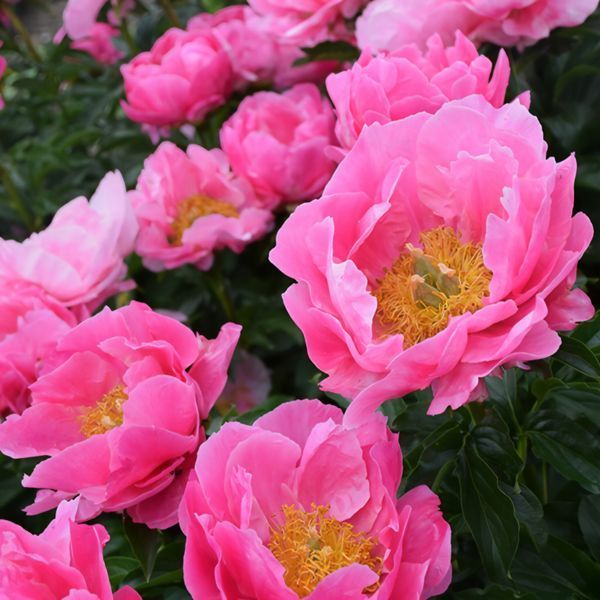 Пион Paula Fay корень 3&ndash;5 почек 653-0a2 фото