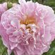 Пион Pink Charmer корень 3&ndash;5 почек a5c-302 фото 4
