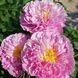 Пион Pink Charmer корень 3&ndash;5 почек a5c-302 фото 3