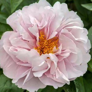 Півонія Pink Vanguard корінь 3&ndash;5 бруньки 790-ccc фото