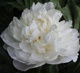 Півонія Mother&rsquo;s Day корінь 3-5 бруньки 265-351 фото