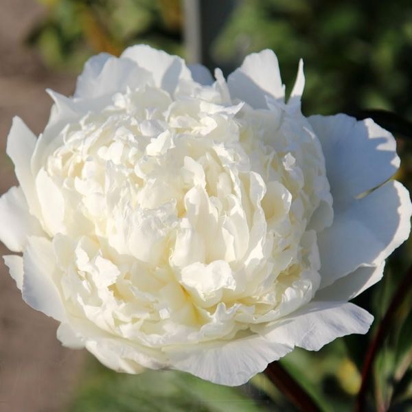 Півонія Mother&rsquo;s Day корінь 3-5 бруньки 265-351 фото