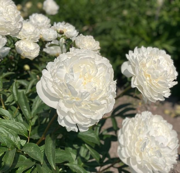 Півонія Mother&rsquo;s Day корінь 3-5 бруньки 265-351 фото