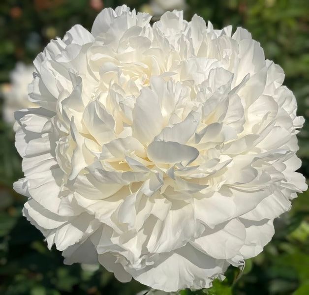 Півонія Mother&rsquo;s Day корінь 3-5 бруньки 265-351 фото