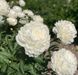 Півонія Mother&rsquo;s Day корінь 3-5 бруньки 265-351 фото 3
