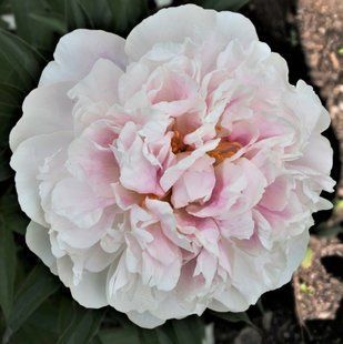 Півонія Serene Pastel корінь 3&ndash;5 бруньки 886-636 фото