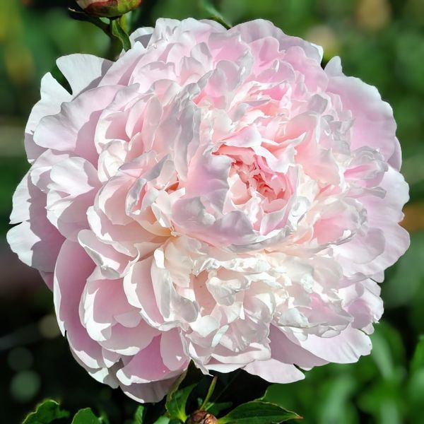 Півонія Serene Pastel корінь 3&ndash;5 бруньки 886-636 фото