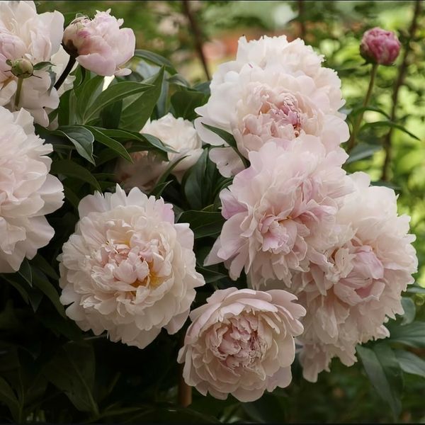 Півонія Serene Pastel корінь 3&ndash;5 бруньки 886-636 фото
