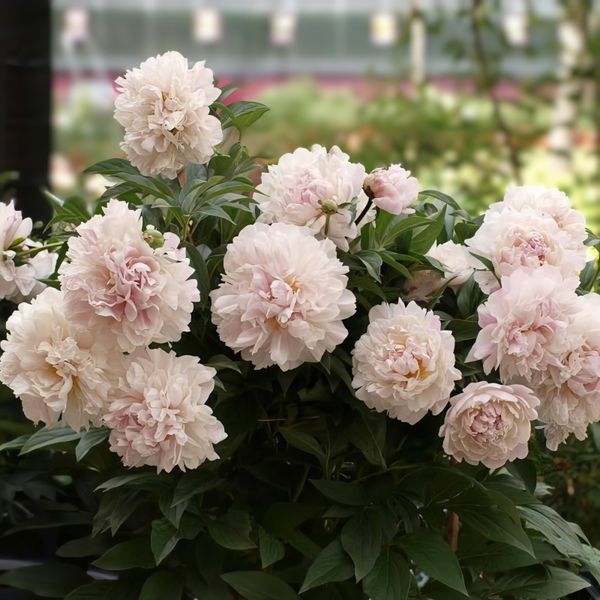 Півонія Serene Pastel корінь 3&ndash;5 бруньки 886-636 фото