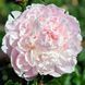 Півонія Serene Pastel корінь 3&ndash;5 бруньки 886-636 фото 3