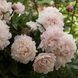 Півонія Serene Pastel корінь 3&ndash;5 бруньки 886-636 фото 2