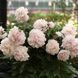 Півонія Serene Pastel корінь 3&ndash;5 бруньки 886-636 фото 4