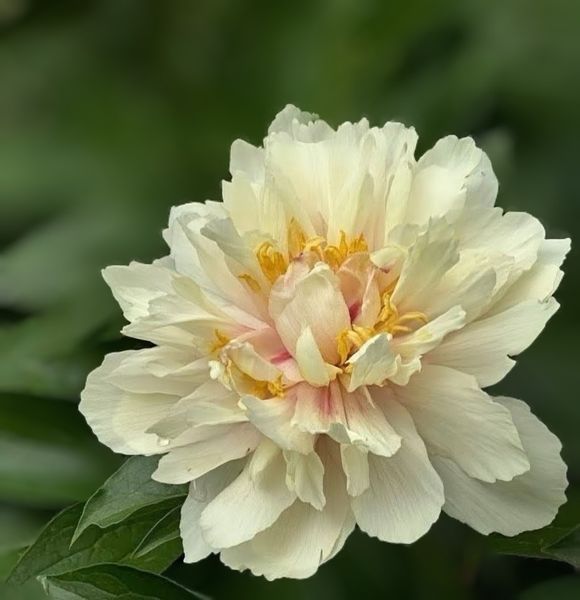 Півонія Heavenly Hint корінь 3-5 бруньки 311-2i1 фото