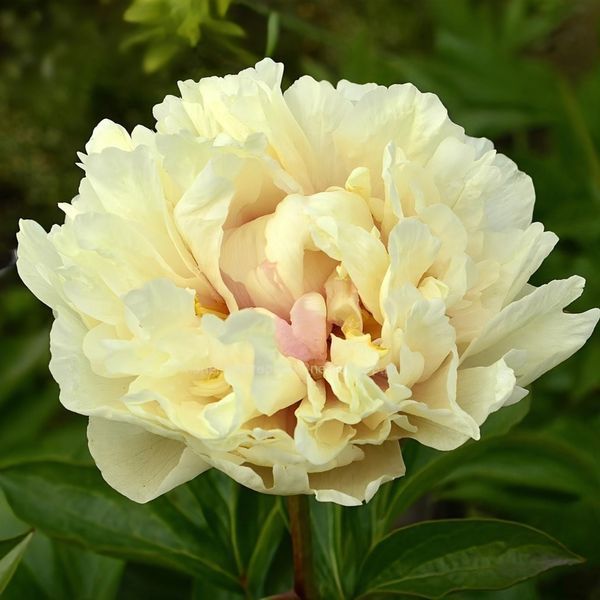 Півонія Heavenly Hint корінь 3-5 бруньки 311-2i1 фото