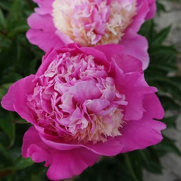 Пион She&rsquo;s My Sta корень 3&ndash;5 почек 5b7-811 фото
