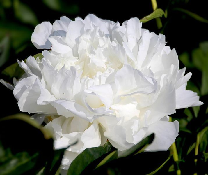 Півонія Madame Claude Tain корінь 3-5 бруньки 00i-9ic фото