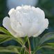 Півонія Madame Claude Tain корінь 3-5 бруньки 00i-9ic фото 5