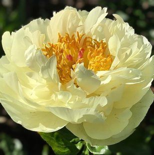 Півонія Lemon Chiffon  корінь 3&ndash;5 бруньки 214-694 фото