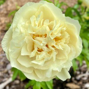 copy_Півонія Sunny Girl корінь 3-5 бруньки a8i-3c2 фото