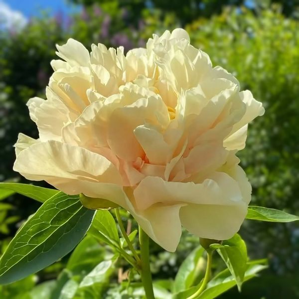 copy_Пион Sunny Girl корень 3-5 почек a8i-3c2 фото
