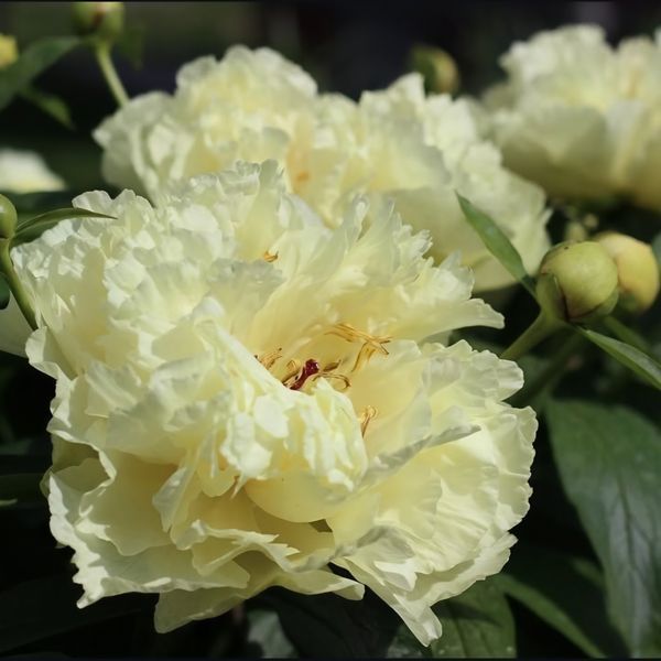 copy_Пион Sunny Girl корень 3-5 почек a8i-3c2 фото