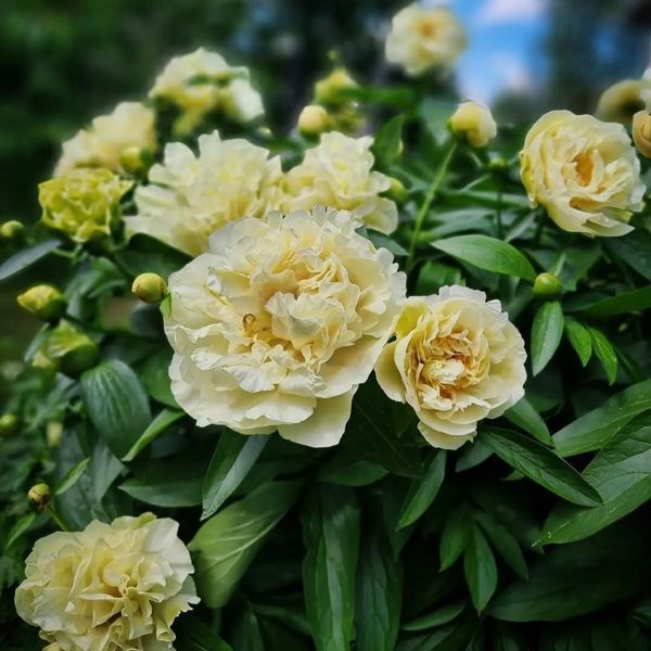 copy_Пион Sunny Girl корень 3-5 почек a8i-3c2 фото
