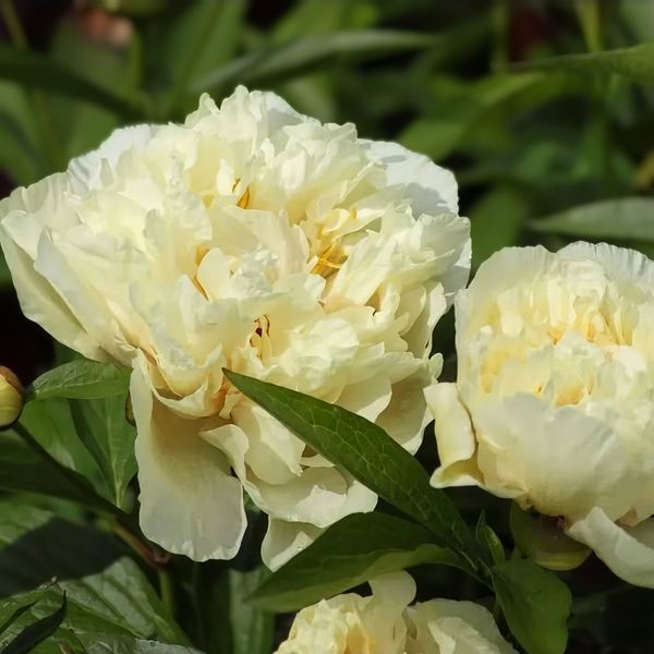 copy_Пион Sunny Girl корень 3-5 почек a8i-3c2 фото
