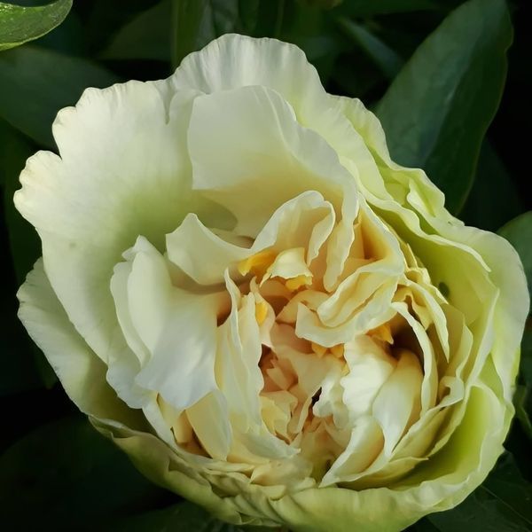 copy_Пион Sunny Girl корень 3-5 почек a8i-3c2 фото