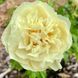 copy_Пион Sunny Girl корень 3-5 почек a8i-3c2 фото 1