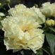 copy_Пион Sunny Girl корень 3-5 почек a8i-3c2 фото 3